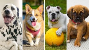 ¿Cuál es la raza más popular de perro?