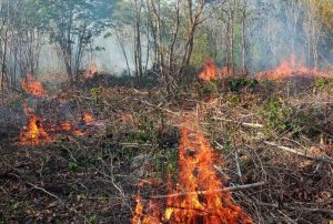 Suma Quintana Roo 11 incendios forestales durante la temporada 2022