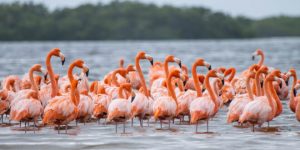 Observar aves en libertad, una opción de turismo sustentable en Yucatán