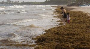 Sargazo excesivo invade playas en Quintana Roo; Tulum, Puerto Morelos y Mahahual las más afectadas