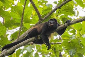 Reubican a 27 especies protegidas que vivían en zona de Dos Bocas, Paraíso, Tabasco