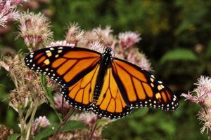 Santuarios estiman que la mariposa monarca se extinguirá