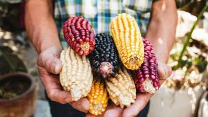 Conoce cuáles son los 5 tipos de maíz más conocidos en México