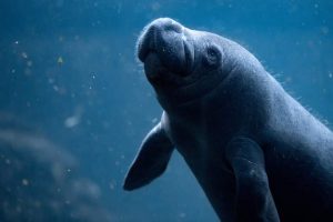 The Dolphin Company dedicara el mes de septiembre a conmemorar el día internacional del Manatí