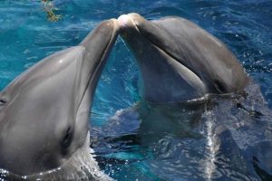 Diputados avalan prohibir espectáculos con delfines y otros mamíferos marinos