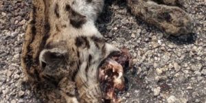 Hallan a tigrillo muerto en carretera de Baca por Yucatán, lamentan que por desarrollos fauna pierda su hábitat