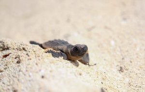 La Semarnat decretó 17 playas de anidación de tortugas marinas como Áreas Naturales Protegidas con la categoría de Santuarios