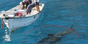 Tiburón blanco ataca en Sonora; van tres muertos