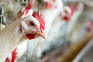 Decretan cuarentena por brote de influenza aviar en México