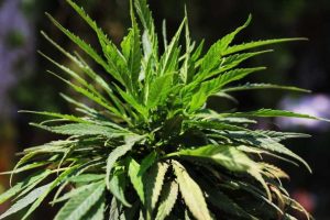Cofepris ordena a dar permiso para producción de cannabis industrial