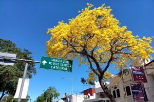 Más de mil árboles se donarán en la capital de Tabasco, durante el Festival Guayacán y Macuilí 2023: Decur