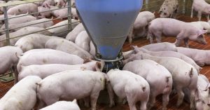 AMLO prohibirá granjas de cerdos en Yucatán por contaminación
