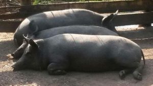 El cerdo»Birich» raza española, sólo se preserva en la Península de Yucatán