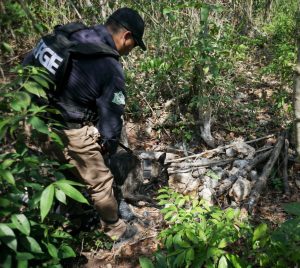 Localiza FGE Quintana Roo restos óseos durante operativo de búsqueda en Cancún; se replicaron acciones en Felipe Carrillo Puerto