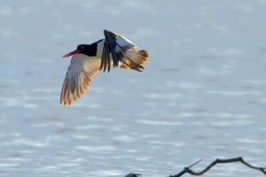 La Fundación de Parques y Museos registra avistamiento de aves migratorias poco comunes en la reserva ecológica de Laguna Colombia