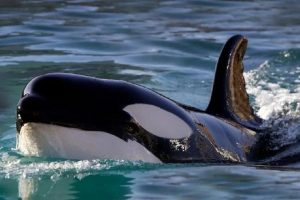 Gladis, la orca que está enseñando a otras ballenas a derribar barcos en Gibraltar