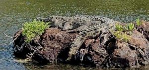 La Fundación de Parques y Museos de Cozumel registra 350 cocodrilos en Laguna Colombia Punta Sur