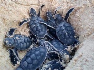 La Fundación de Parques y Museos de Cozumel registra el nacimiento de las primeras 570 tortugas de la temporada