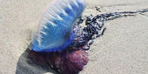 Aumenta presencia de medusas en Chelem