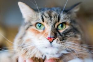 Nariz de los gatos puede funcionar como un equipo de análisis químico: Estudio