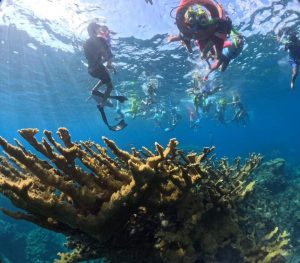 La Fundación de Parques y Museos de Cozumel fortalece la restauración y siembra de corales en Punta Sur