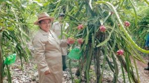 SEDE apoya a productores de Tihosuco para venta directa de 60 toneladas de pitahaya