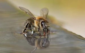 Conoce los síntomas y como poder curar una picadura de abeja
