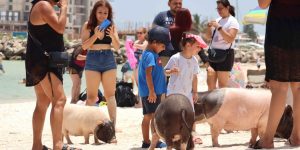 La Villa Pig Beach recibe a más de 8 mil visitantes por semana en el mes de junio