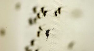Se “disparan” los contagios de dengue en Yucatán