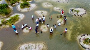 Avanzan acciones de restauración del ecosistema de manglar en Punta Sur
