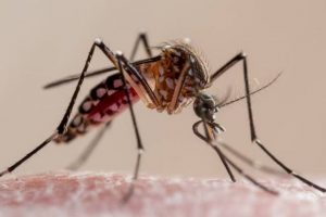 Salud confirma tres muertes en Puebla por dengue derivadas de complicaciones
