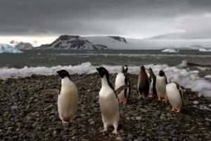 Científicos registran temperaturas récord en la Antártida