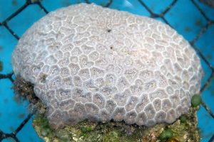 Expertos de la UNAM advierten que corales enfrentan muerte masiva por aumento en temperatura del agua
