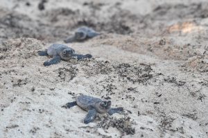 Personal de la Fundación de Parques y Museos de Cozumel y sus familias, participan en la liberación de crías de tortugas marinas