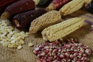 Gobierno de México defiende el decreto contra el maíz transgénico de EEUU