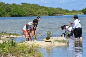 La Fundación de Parques y Museos encabezó una jornada de restauración de manglar con los Jóvenes MAB y los Guardianes del Mar