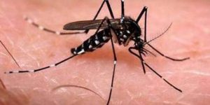 ¿Qué es el dengue? Conoce todo sobre sus síntomas, tratamiento y prevención