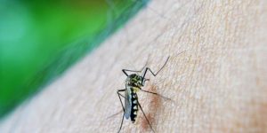 El brote de dengue causa alta demanda de repelentes en Mérida