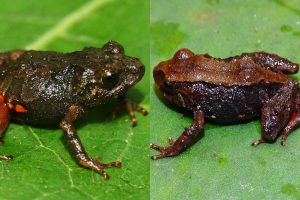 Descubren dos nuevas especies de ranas diminutas en los páramos y bosques de Ecuador