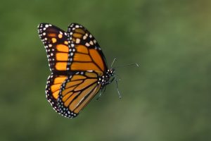 Reportan retrasos en la llegada de mariposas monarca a santuarios del Edomex y Michoacán