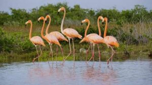 La Fundación de Parques y Museos registra la llegada de flamencos rosados a Punta Sur