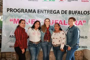 Impulsan la crianza de búfalos en la Zona Continental de Isla Mujeres