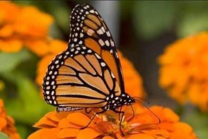 Comienza a llegar la mariposa monarca a Michoacán