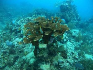 La Fundación Eco-Bahía ha dirigido sus esfuerzos a reducir la vulnerabilidad y degradación de arrecifes, promoviendo la recuperación de poblaciones de coral, un refugio vital para la biodiversidad y la resiliencia costera