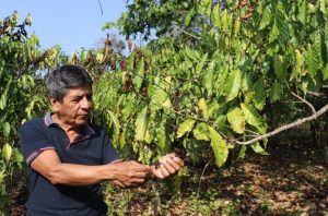 La sequía “marchita” los cultivos de café en Chiapas: El 90% de la siembra está en riesgo