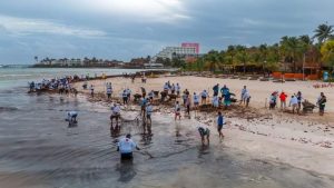 Gobierno de Isla Mujeres no baja la guardia ante el recale atípico de sargazo en Playa Norte