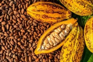 Precio de Cacao y Pozol aumentó en Tabasco por restricciones en Europa: SEDEC