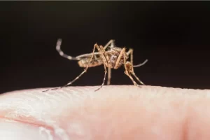 ¿Cuáles son los lugares donde se esconde el mosquito que transmite dengue?