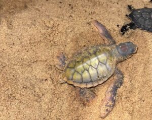 Registra la FPMC nacimiento de tortuga albina en Cozumel