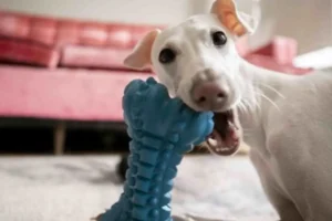 Perros muestran comportamientos similares a la adicción respecto a sus juguetes